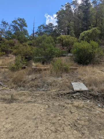 a view of a dry yard with trees