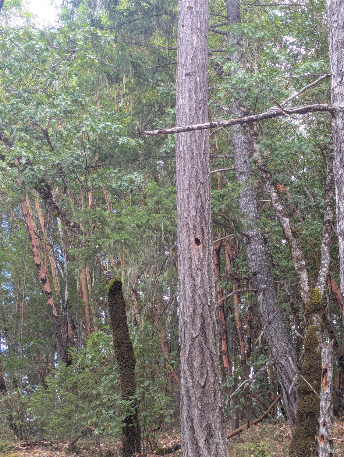 59002 George Washington Rock Road Laytonville, CA 95454 - Photo 24 of 38 Habitat.