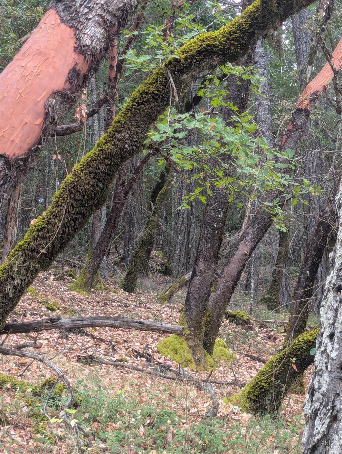 59002 George Washington Rock Road Laytonville, CA 95454 - Photo 25 of 38 Coastal Range Oaks and Madrone.