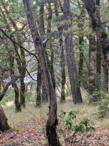 a view of a trees in a yard