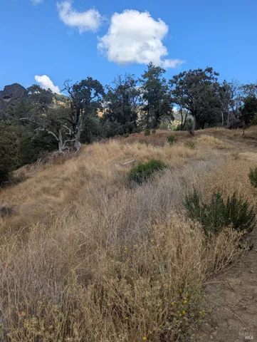 a view of a dry yard with trees