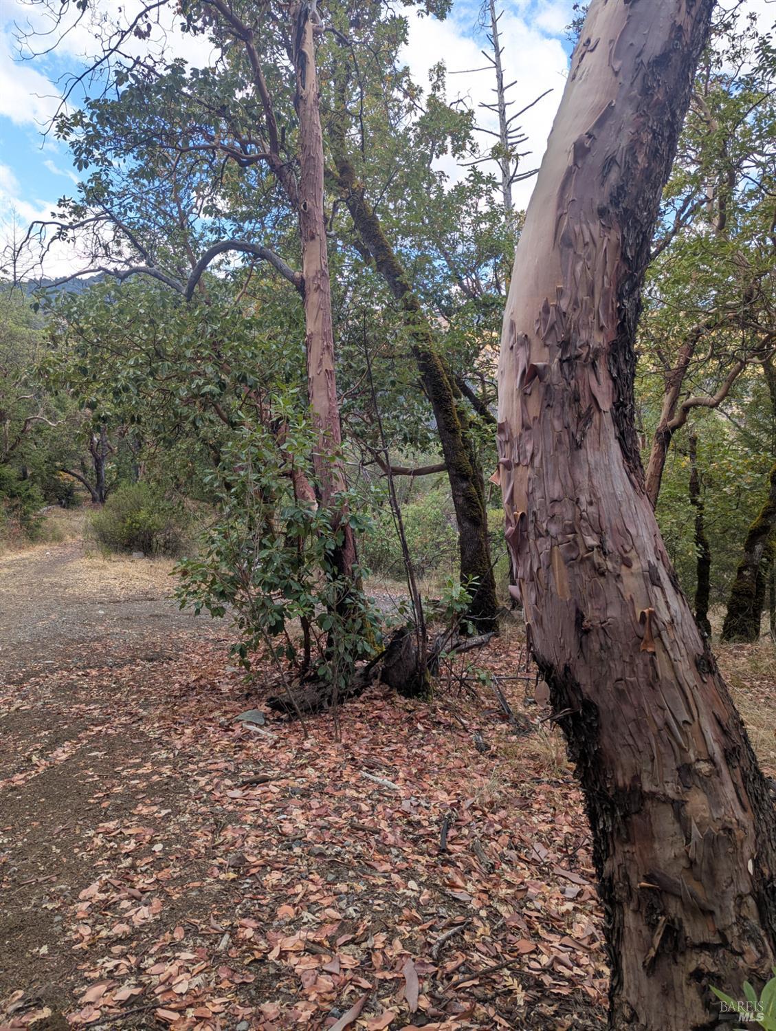 59002 George Washington Rock Road Laytonville, CA 95454 - Photo 9 of 38 The Coastal Range of Northern California mix of trees is among the most diverse in the world. Madrone here. Red edible berries. Great fire wood.