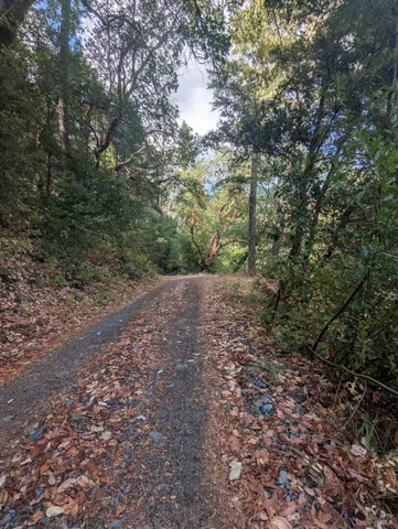 a view of a forest with trees in the background