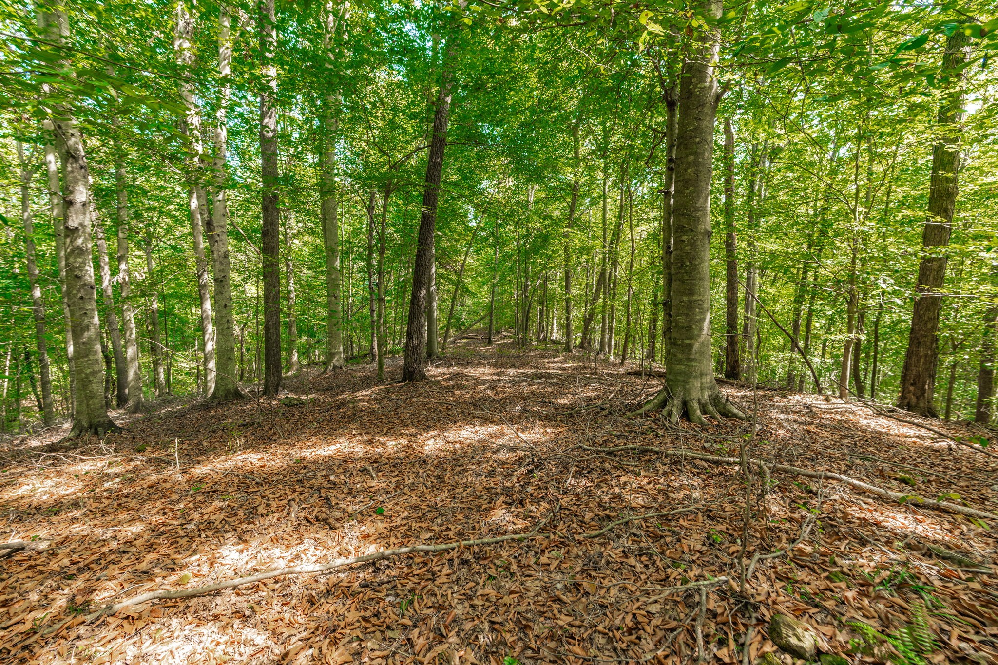 0 Spring Hollow Road Lafayette, TN 37083 - Photo 23 of 42 Gallery Image 23