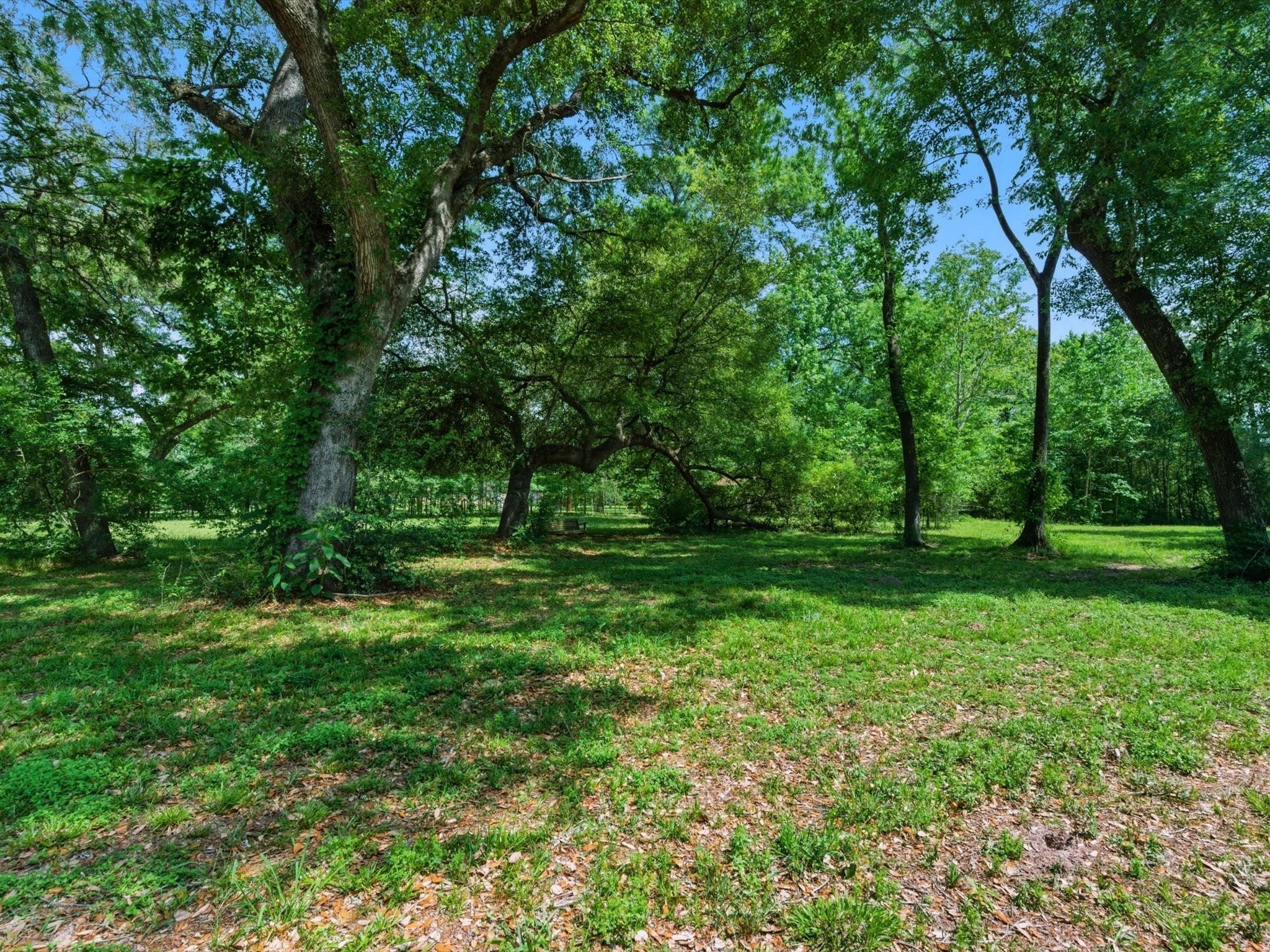 27855 Kresdorn Road Hockley, TX 77447 - Photo 5 of 24 a view of green field with trees in the background