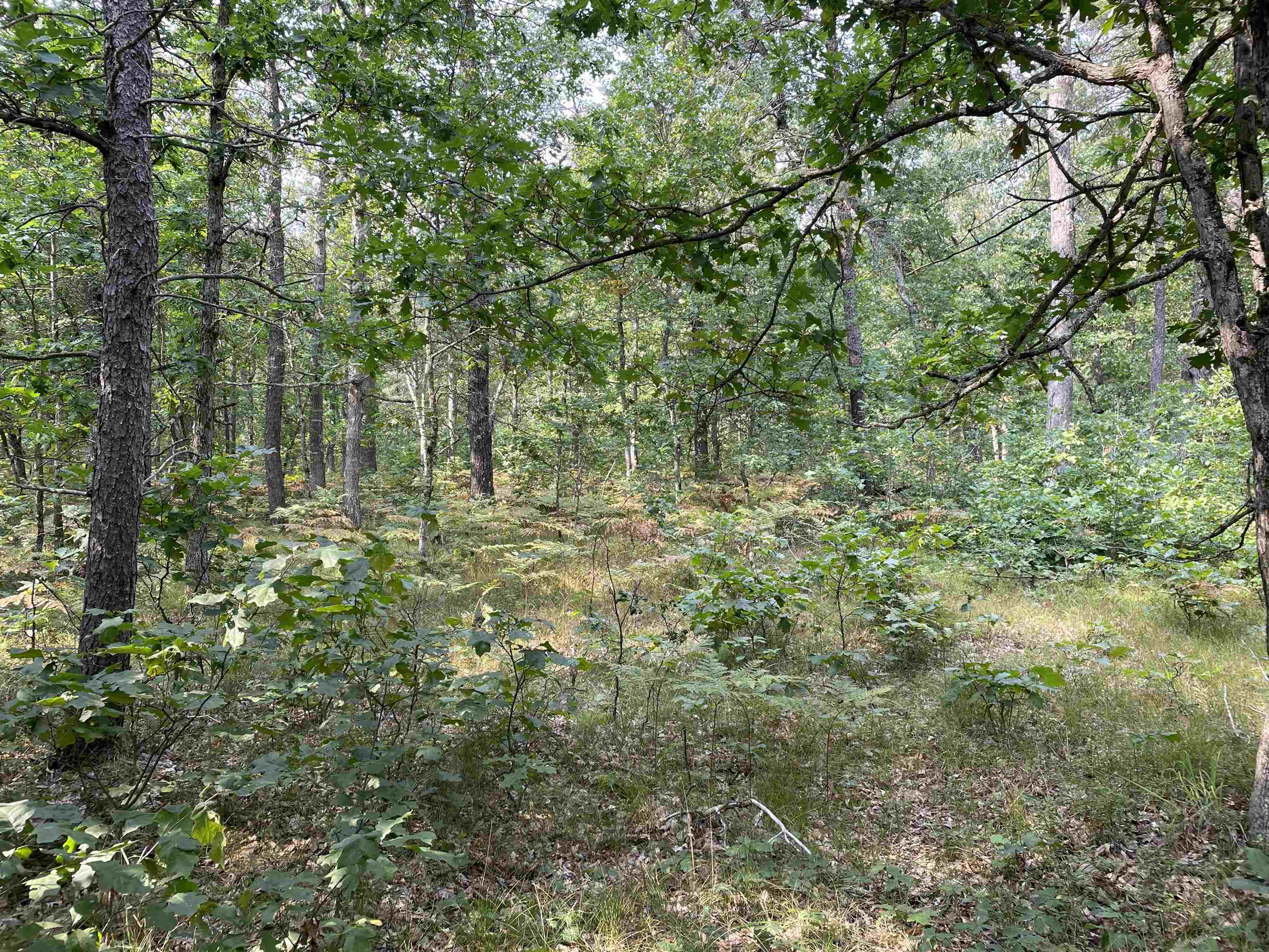 0 Koenig Road, Unit FREESOIL TOWNSHIP Free Soil, MI 49411 - Photo 10 of 11