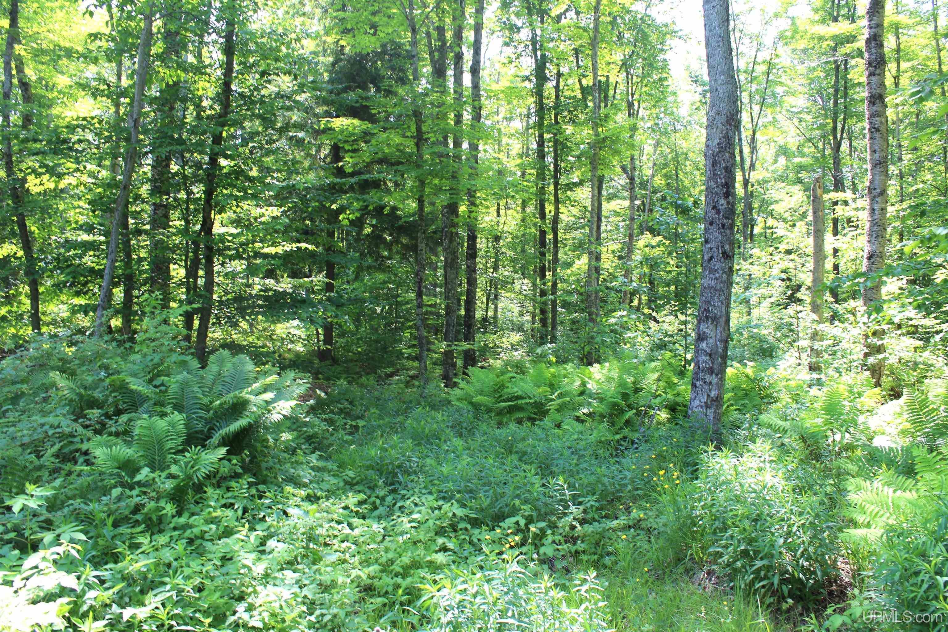 On East Shingleton Road Shingleton, MI 49884 - Photo 28 of 32