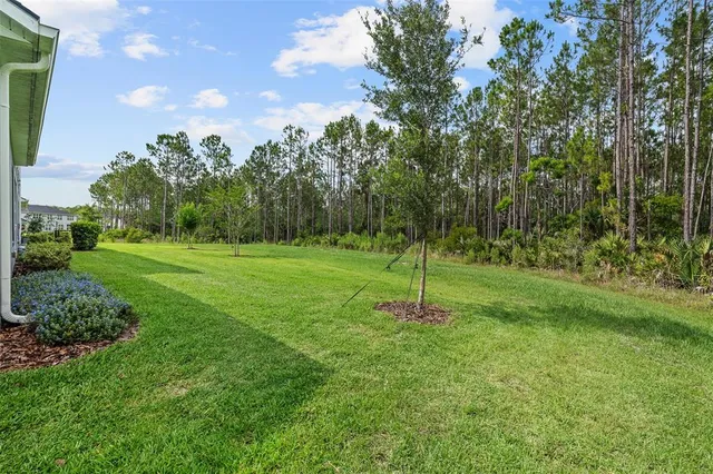 a view of a park with a tree