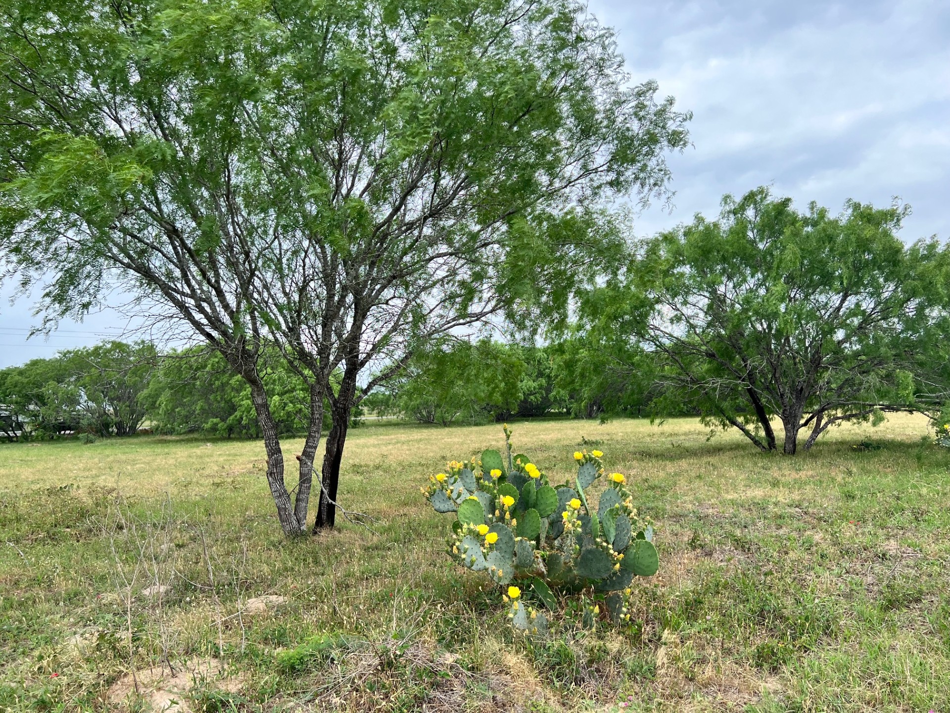 Lot 17 Settlement Way Luling, TX 78648 - Photo 6 of 14 Mature trees and native cacti adorn this expansive lot, presenting a natural landscape backdrop.