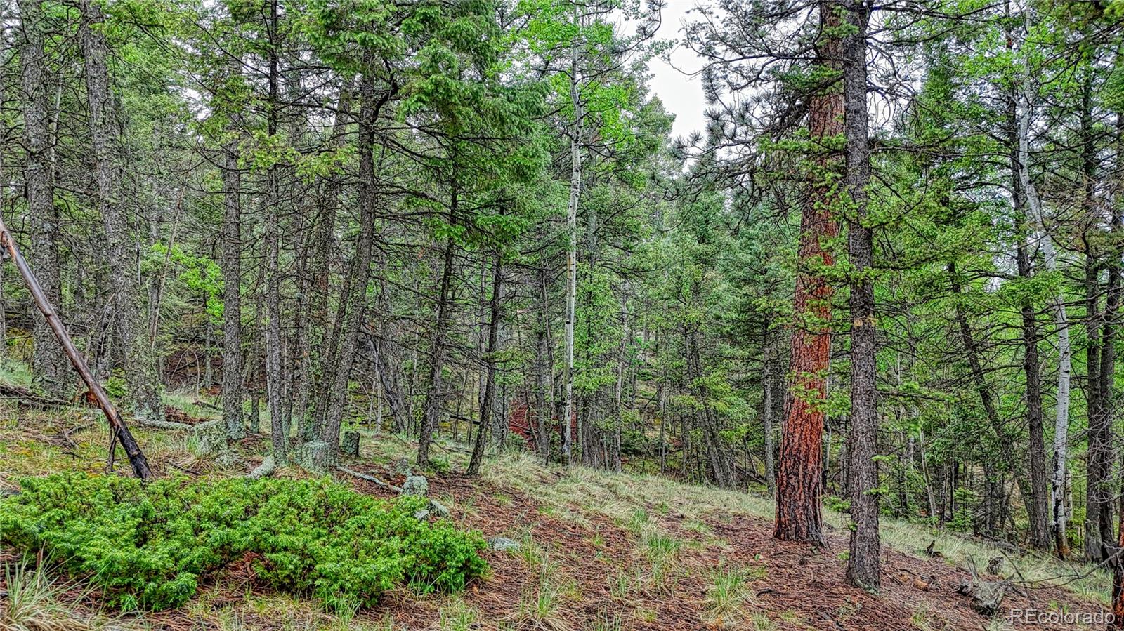 1061 Pinewood Road Florissant, CO 80816 - Photo 1 of 20