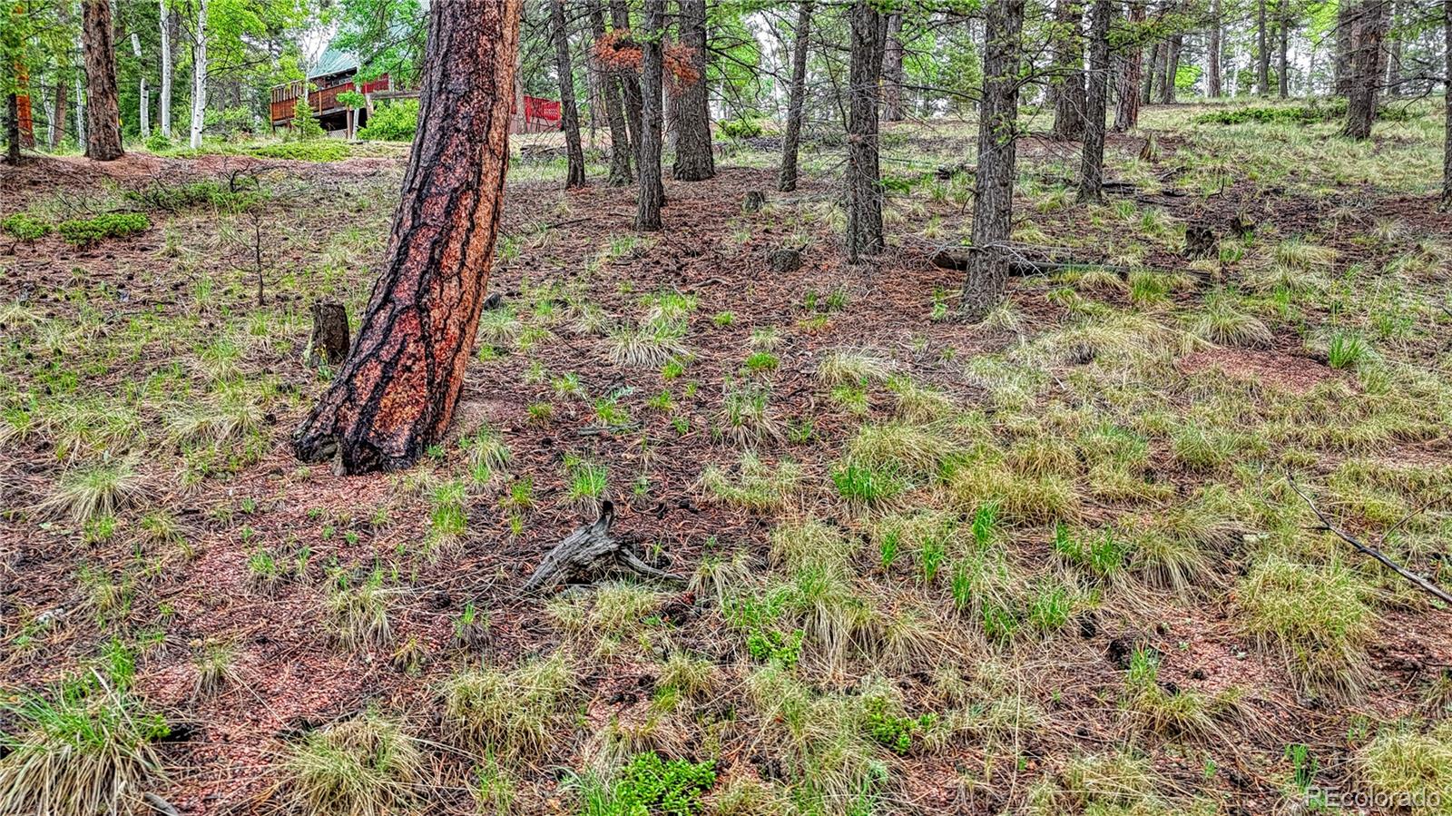 1061 Pinewood Road Florissant, CO 80816 - Photo 5 of 20