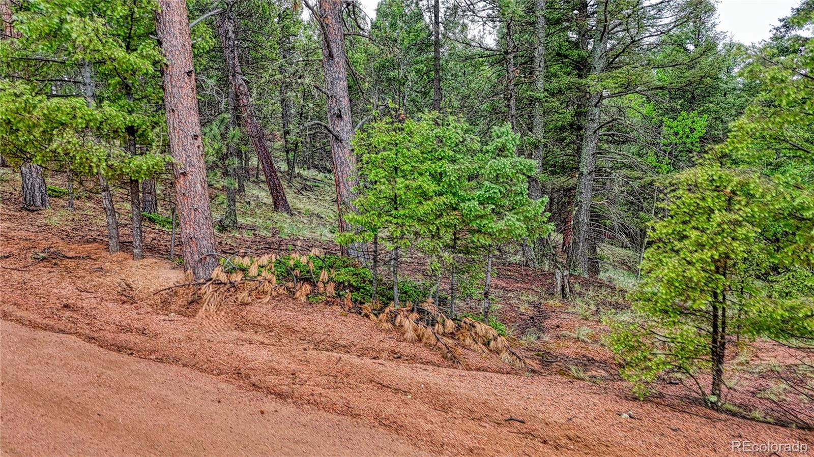 1061 Pinewood Road Florissant, CO 80816 - Photo 6 of 20