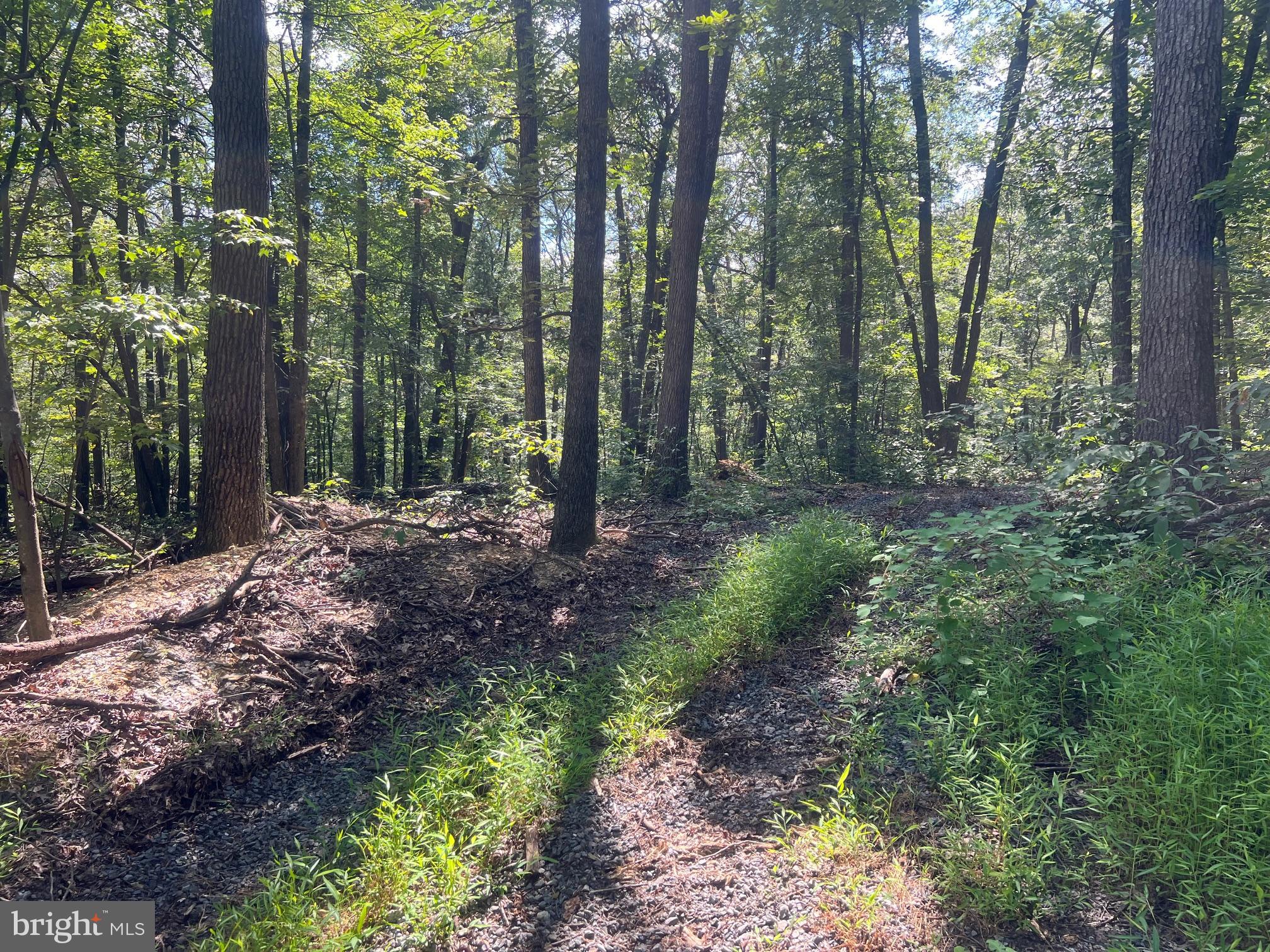 Lot 17 Lake Drive Mount Jackson, VA 22842 - Photo 6 of 10