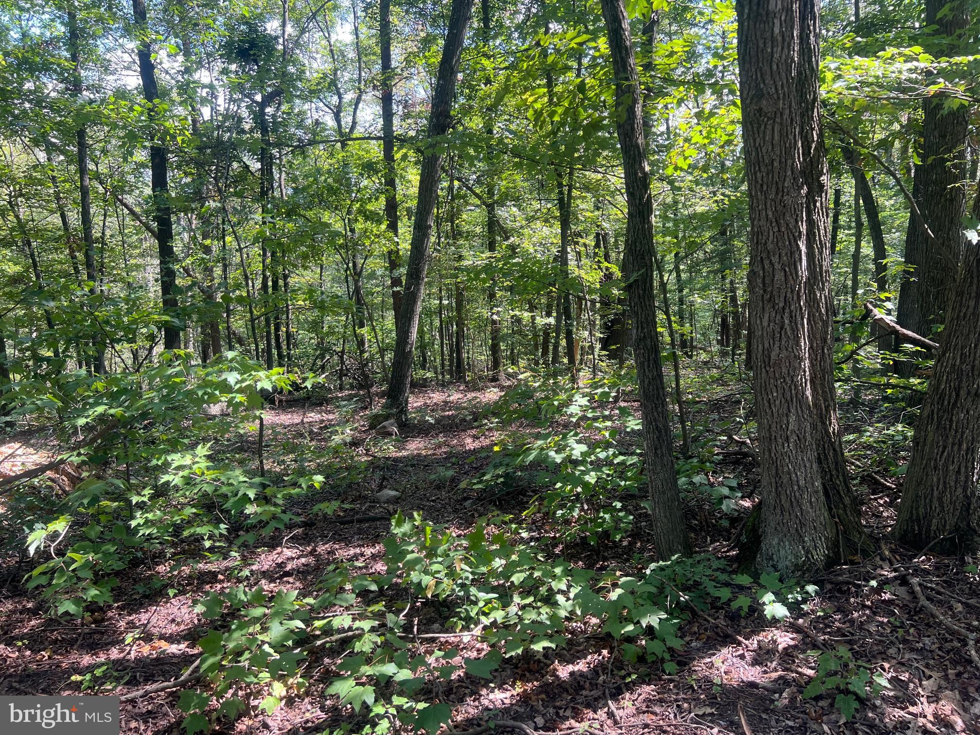 Lot 17 Lake Drive Mount Jackson, VA 22842 - Photo 10 of 10