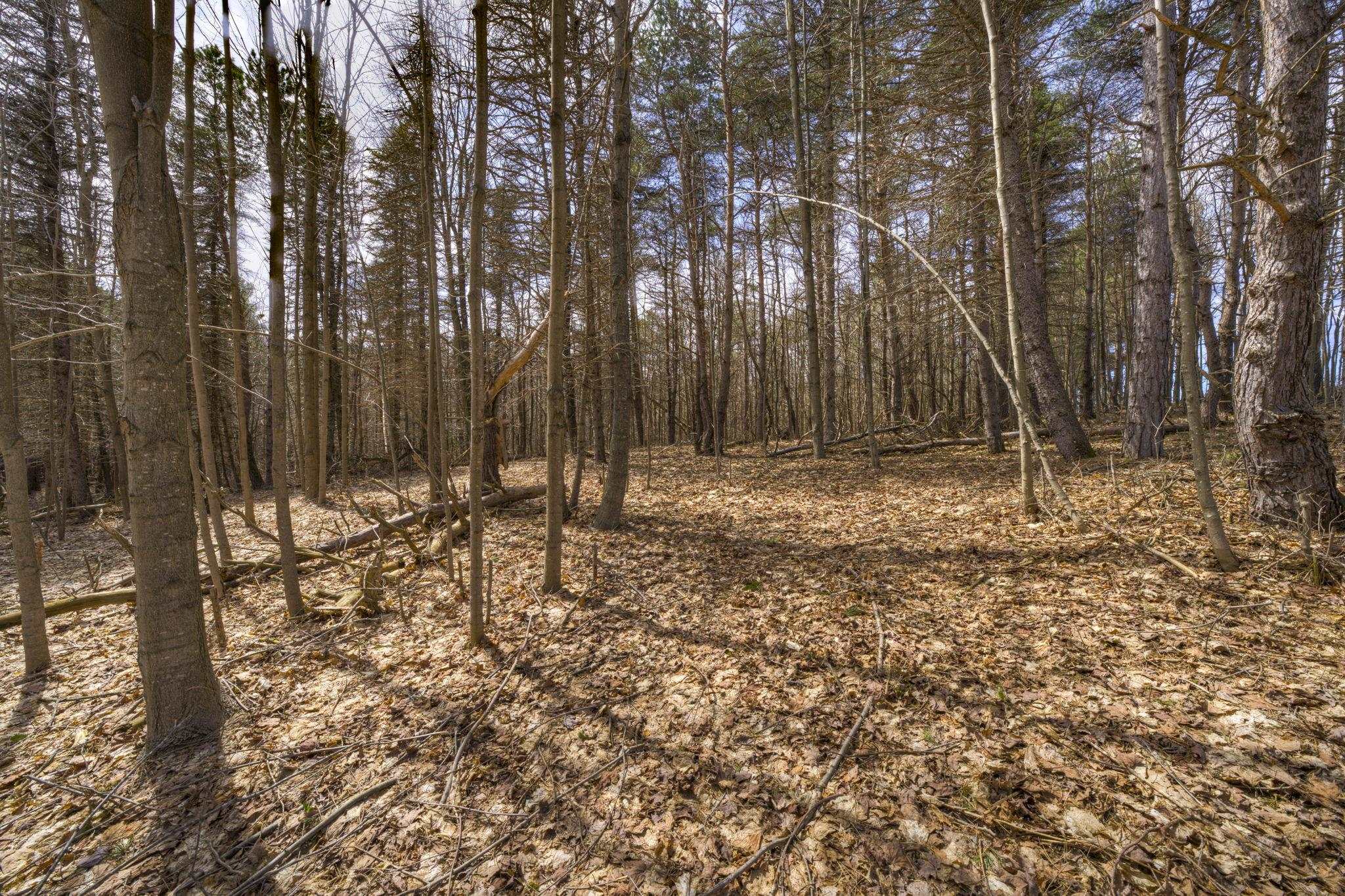 Parcel B East Bodus Road Cedar, MI 49621 - Photo 3 of 10