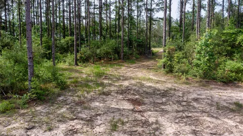 a view of a forest with trees in the background