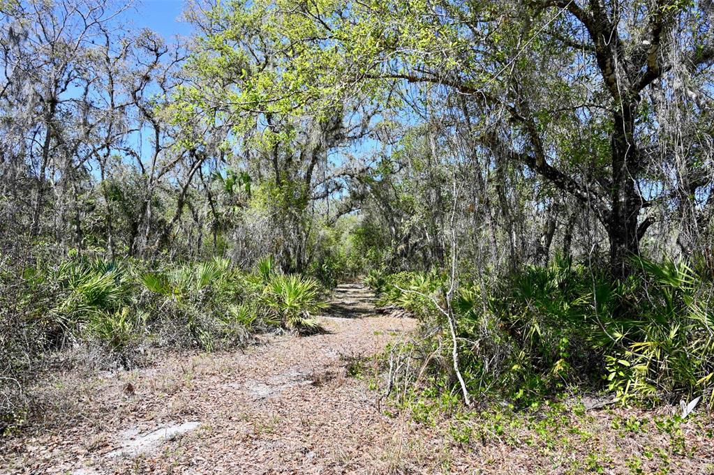 3832 Wildcat Run Road Arcadia, FL 34266 - Photo 11 of 34 a view of a yard with plants and large trees