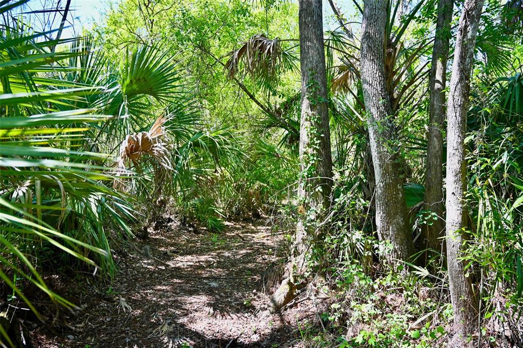 3832 Wildcat Run Road Arcadia, FL 34266 - Photo 12 of 34 a view of a plant in a garden