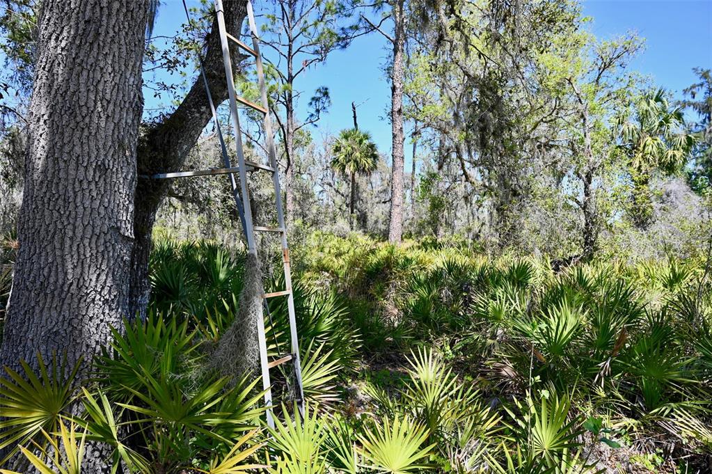 3832 Wildcat Run Road Arcadia, FL 34266 - Photo 16 of 34 a close up of a plant in a garden