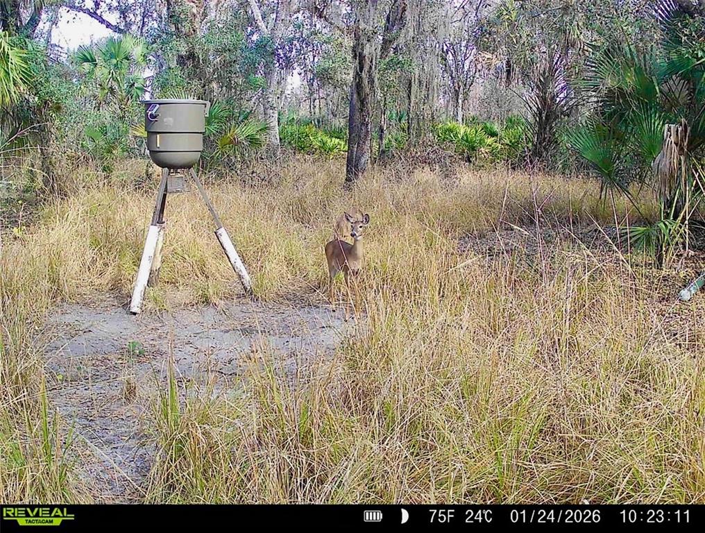 3832 Wildcat Run Road Arcadia, FL 34266 - Photo 17 of 34 a view of a yard