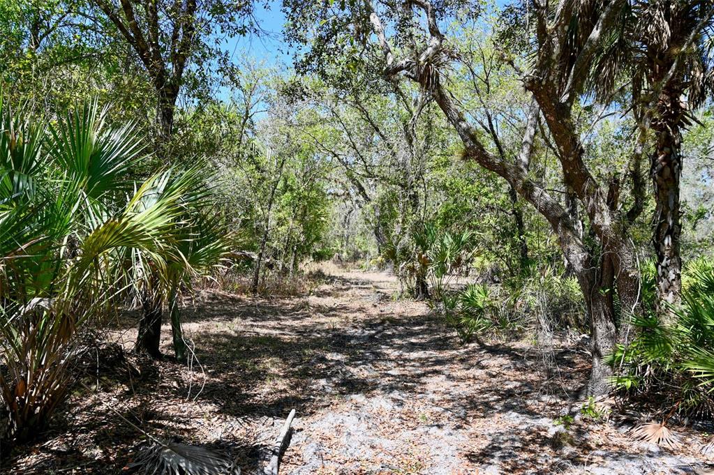 3832 Wildcat Run Road Arcadia, FL 34266 - Photo 18 of 34 a view of outdoor space and trees