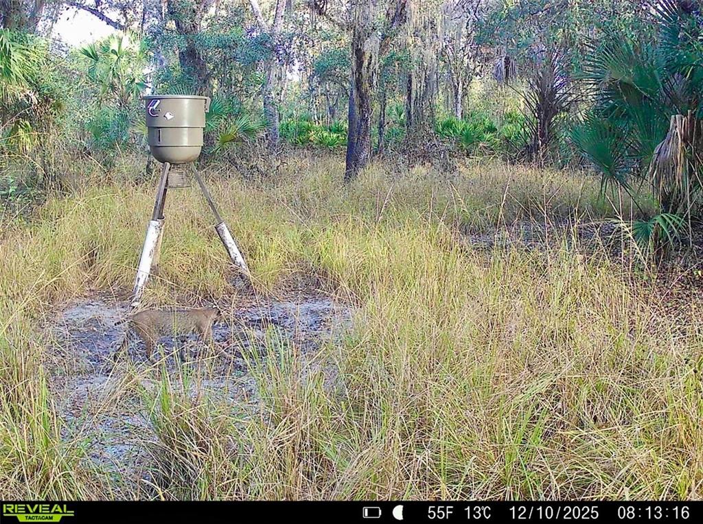 3832 Wildcat Run Road Arcadia, FL 34266 - Photo 19 of 34 a view of a yard