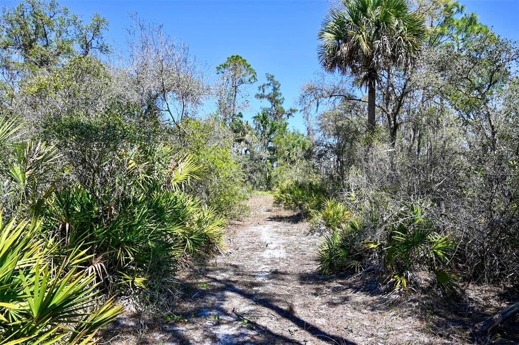 3832 Wildcat Run Road Arcadia, FL 34266 - Photo 20 of 34 a view of a yard with plants and trees