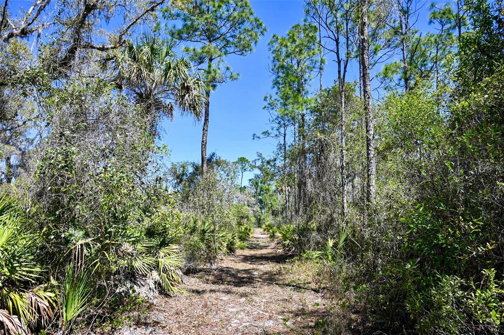 3832 Wildcat Run Road Arcadia, FL 34266 - Photo 2 of 34 a view of a garden with a tree