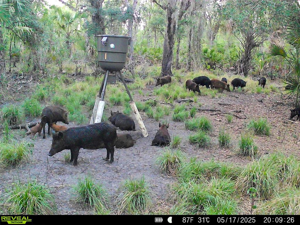 3832 Wildcat Run Road Arcadia, FL 34266 - Photo 21 of 34 a backyard of a house with outdoor seating