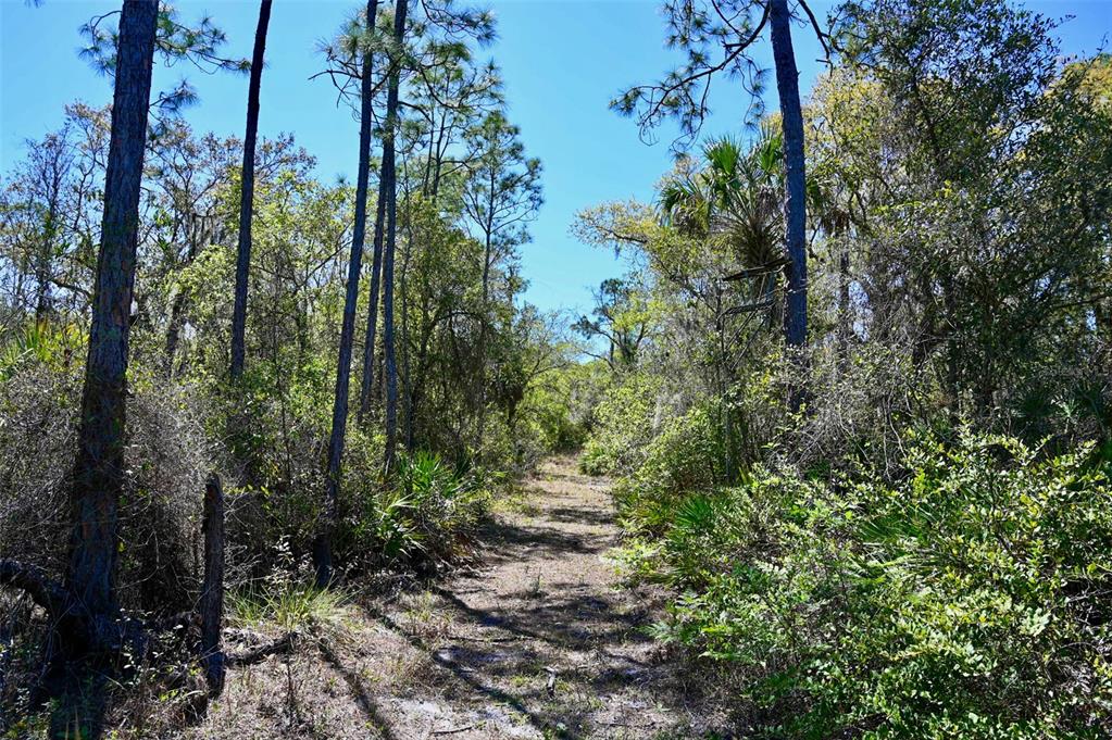 3832 Wildcat Run Road Arcadia, FL 34266 - Photo 25 of 34 a view of a forest with trees