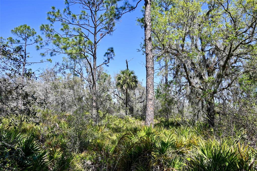 3832 Wildcat Run Road Arcadia, FL 34266 - Photo 27 of 34 a plant that is in a garden