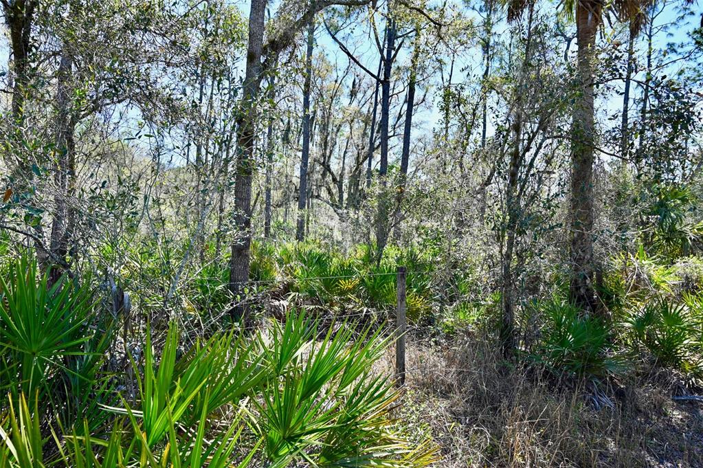 3832 Wildcat Run Road Arcadia, FL 34266 - Photo 29 of 34 a view of a yard with plants and trees