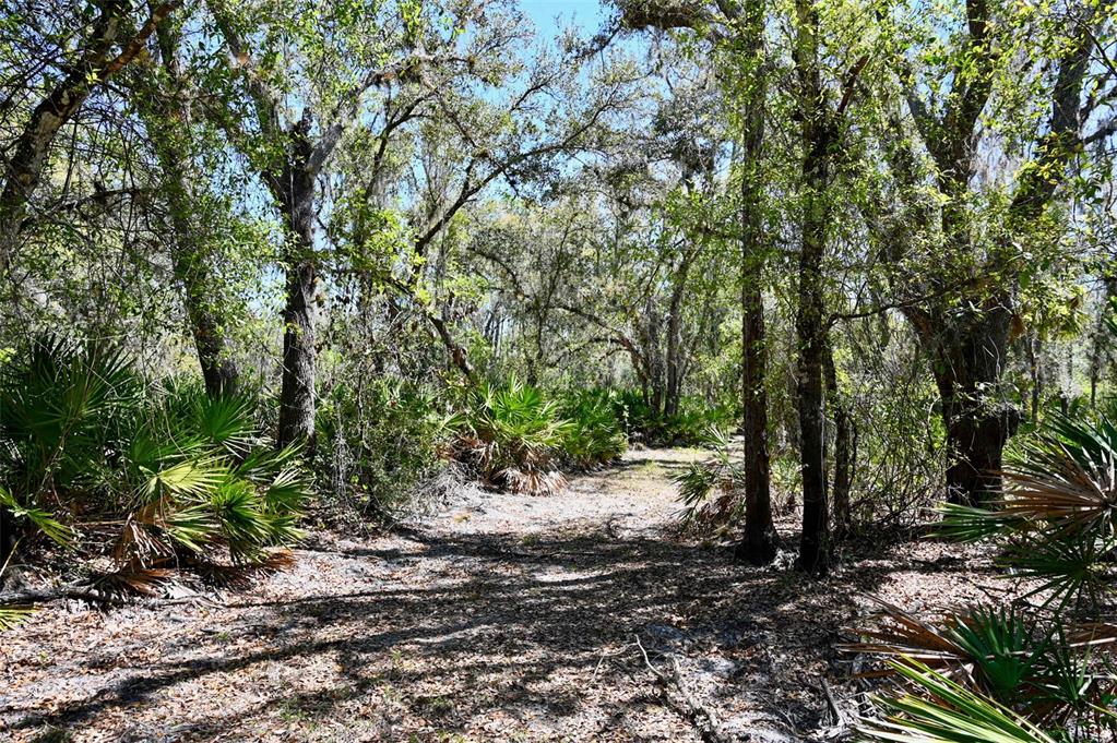 3832 Wildcat Run Road Arcadia, FL 34266 - Photo 4 of 34 a view of a forest with trees