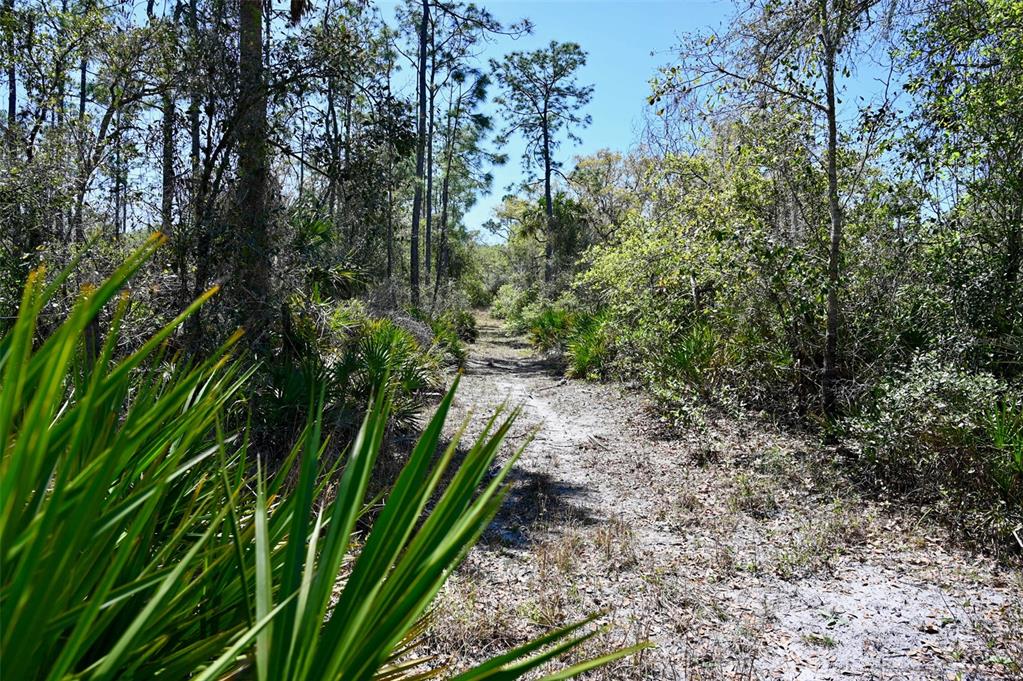 3832 Wildcat Run Road Arcadia, FL 34266 - Photo 7 of 34 a close up of a plant in a garden