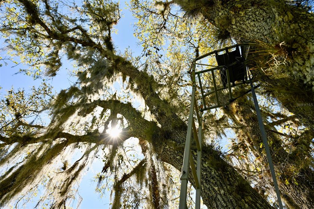 3832 Wildcat Run Road Arcadia, FL 34266 - Photo 8 of 34 a view of tree