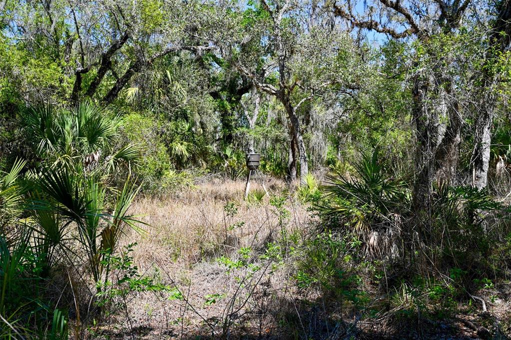 3832 Wildcat Run Road Arcadia, FL 34266 - Photo 9 of 34 a view of a yard