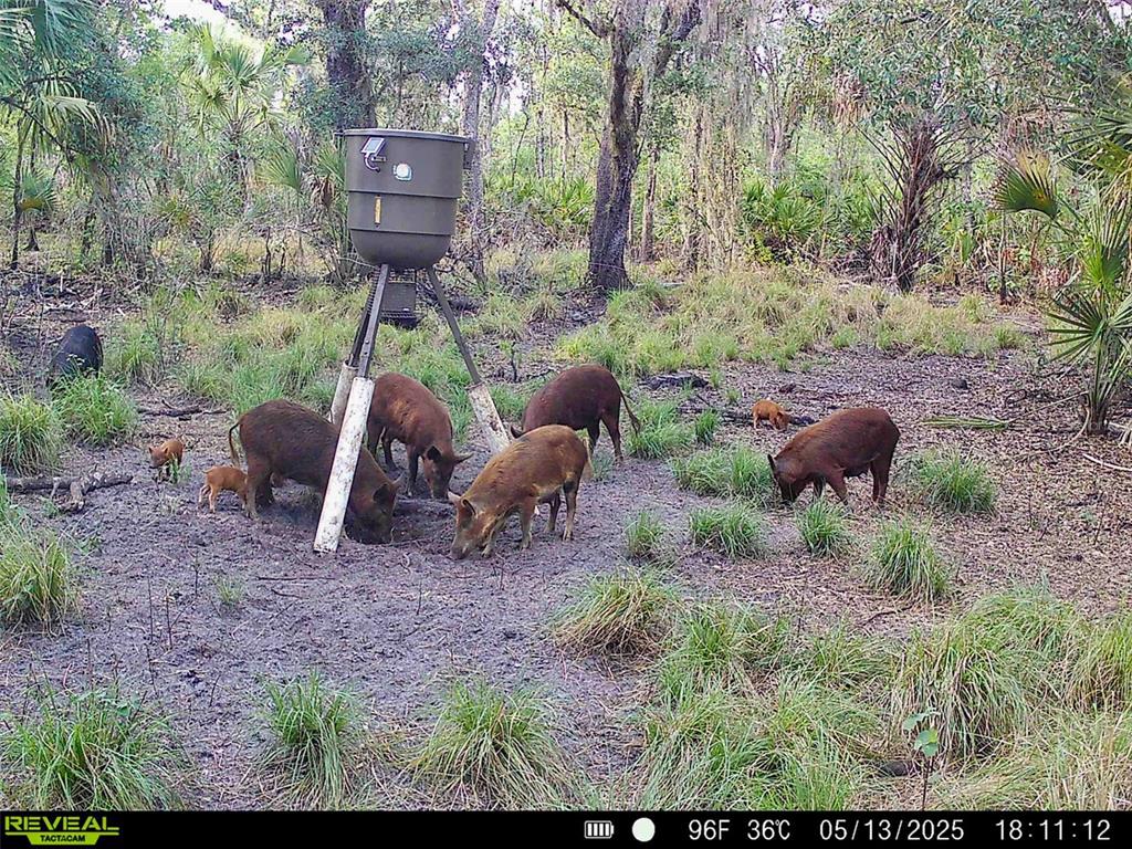 3832 Wildcat Run Road Arcadia, FL 34266 - Photo 10 of 34 a view of a backyard