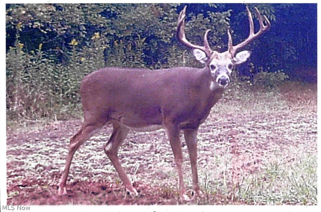 23 North Ridge Road Lorain, OH 44053 - Photo 2 of 4 Photos of deer on the property taken by the owner's motion activated camera.