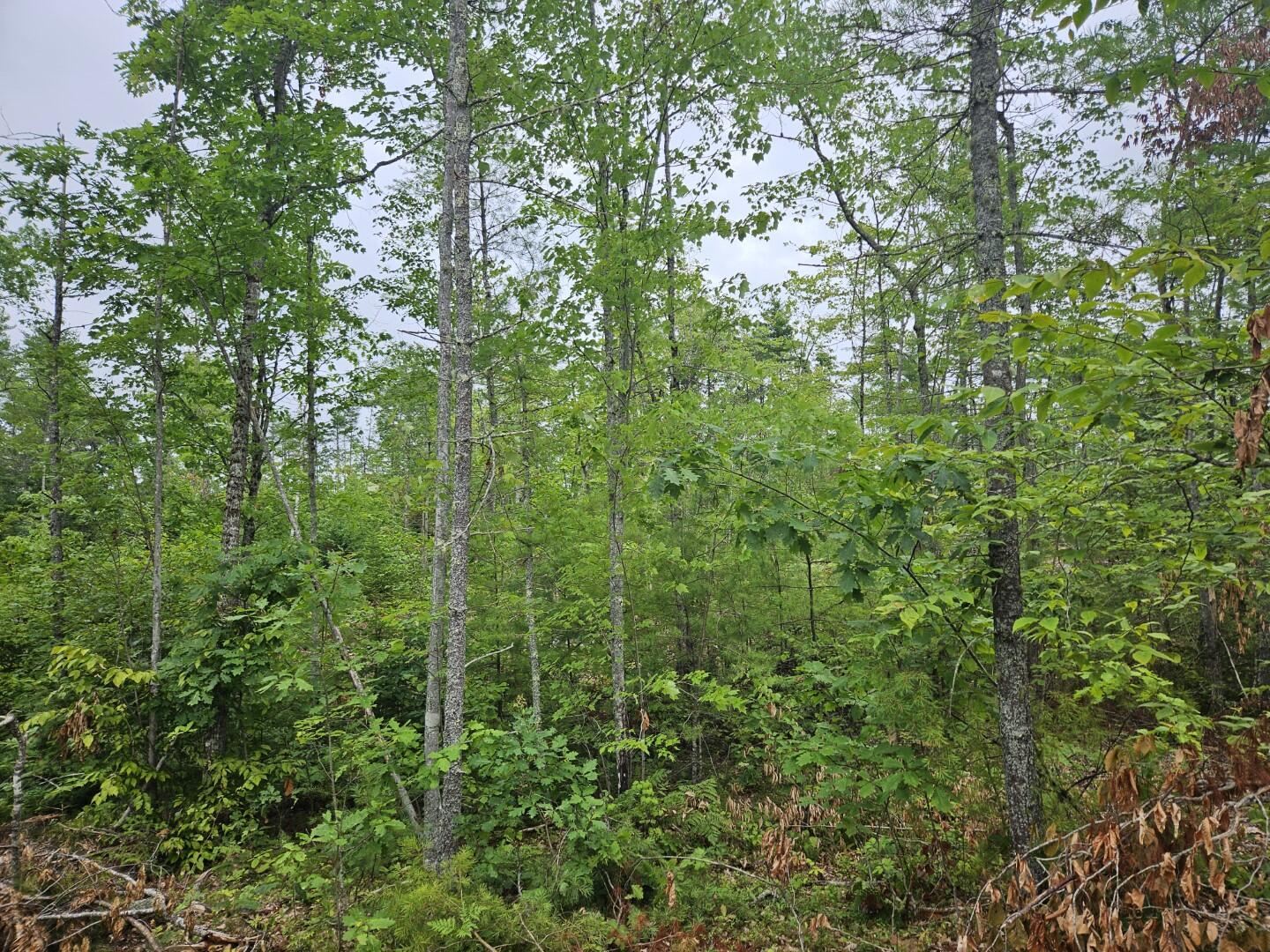 195 Ridge Road Jefferson, ME 04348 - Photo 4 of 29 20240724_175057