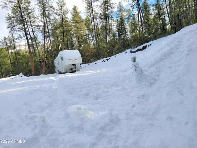 a view of a forest with trees