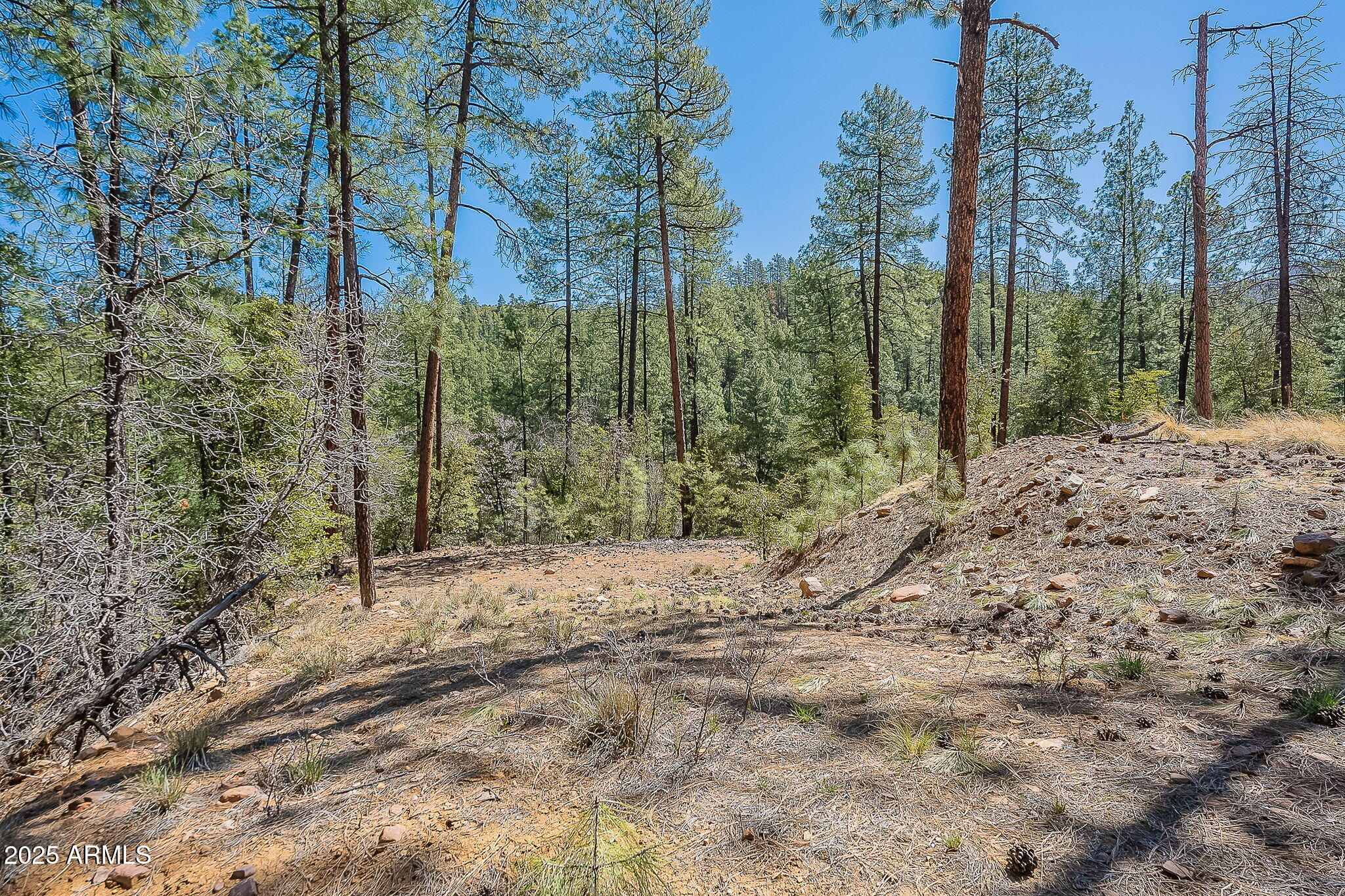 8 Rose Crk Ranch, Unit 8 Young, AZ 85554 - Photo 25 of 55 a view of a forest with trees on both side of the road