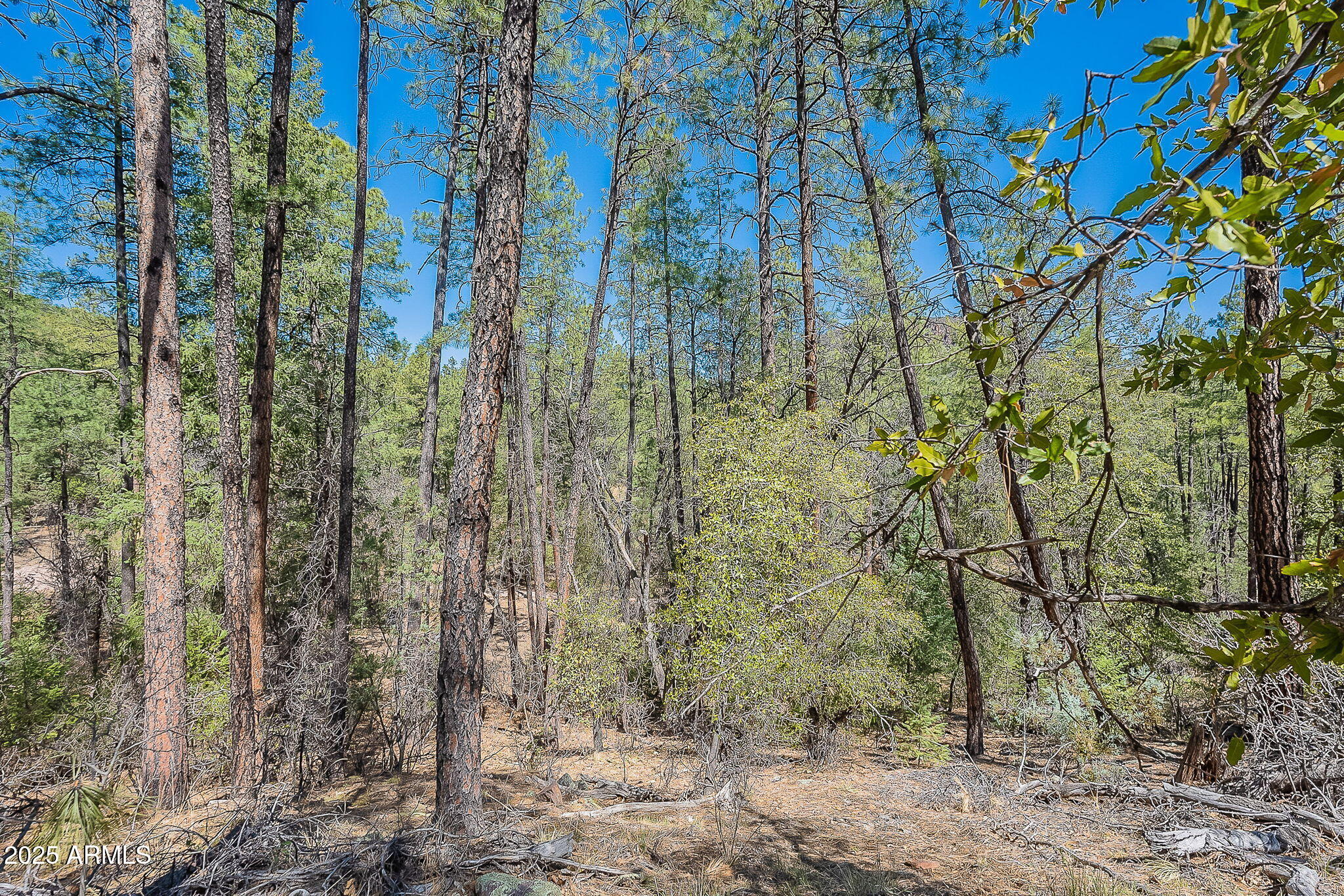 8 Rose Crk Ranch, Unit 8 Young, AZ 85554 - Photo 29 of 55 a view of a yard with plants and trees