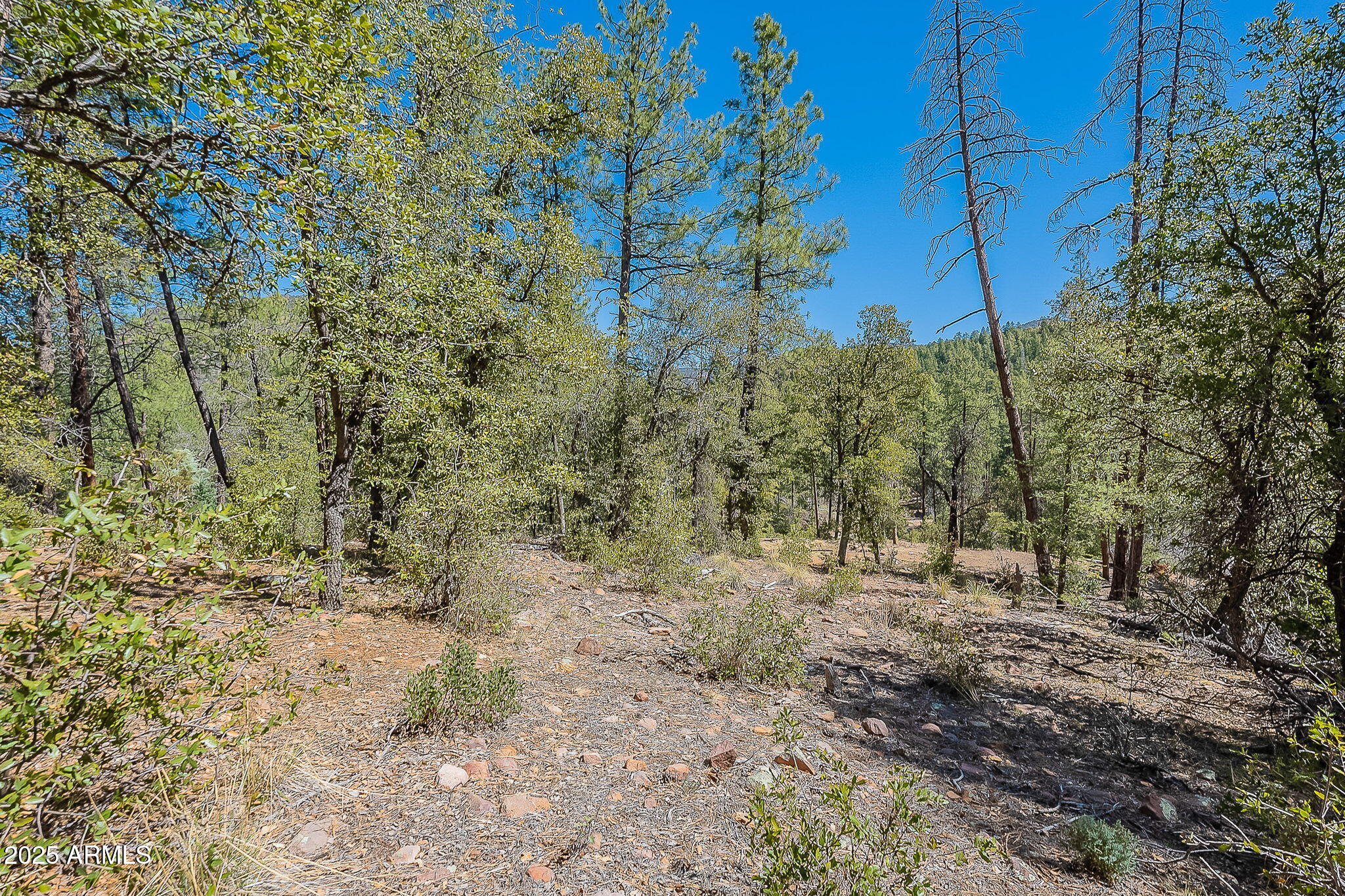 8 Rose Crk Ranch, Unit 8 Young, AZ 85554 - Photo 30 of 55 a view of a forest filled with trees