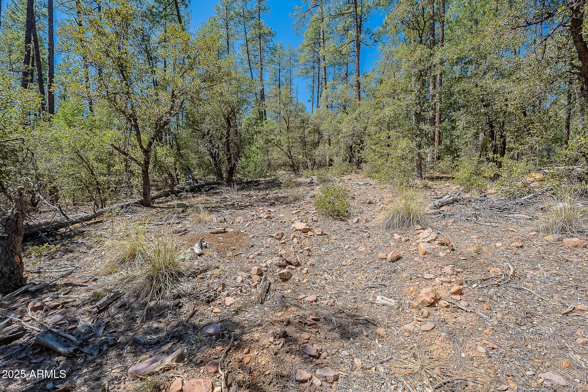 8 Rose Crk Ranch, Unit 8 Young, AZ 85554 - Photo 31 of 55 a view of a forest with trees