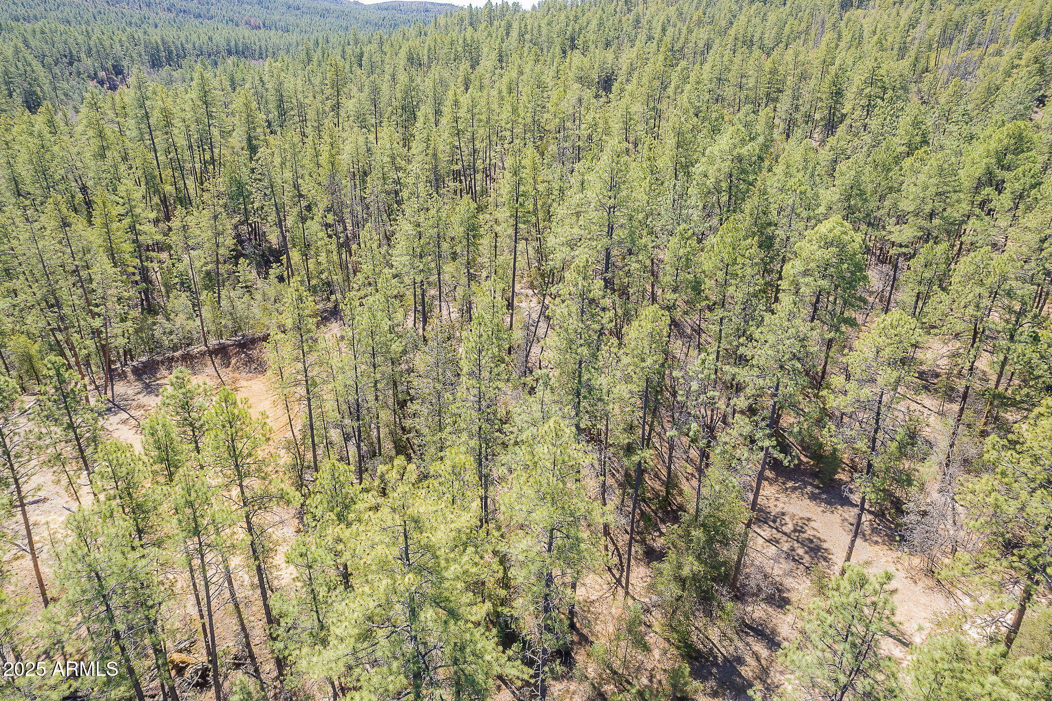 8 Rose Crk Ranch, Unit 8 Young, AZ 85554 - Photo 46 of 55 a close up of a plant