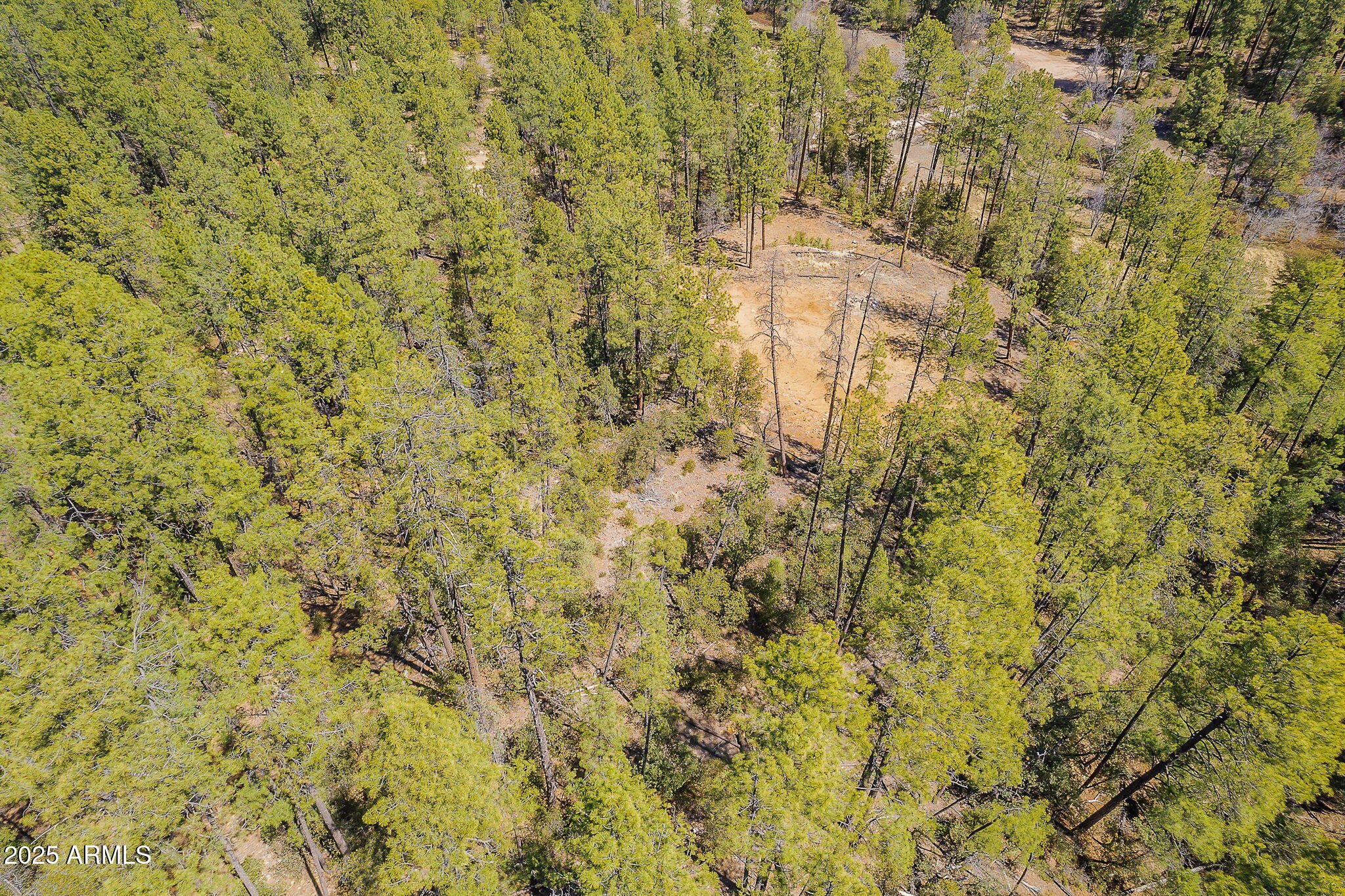 8 Rose Crk Ranch, Unit 8 Young, AZ 85554 - Photo 48 of 55 Tall pines