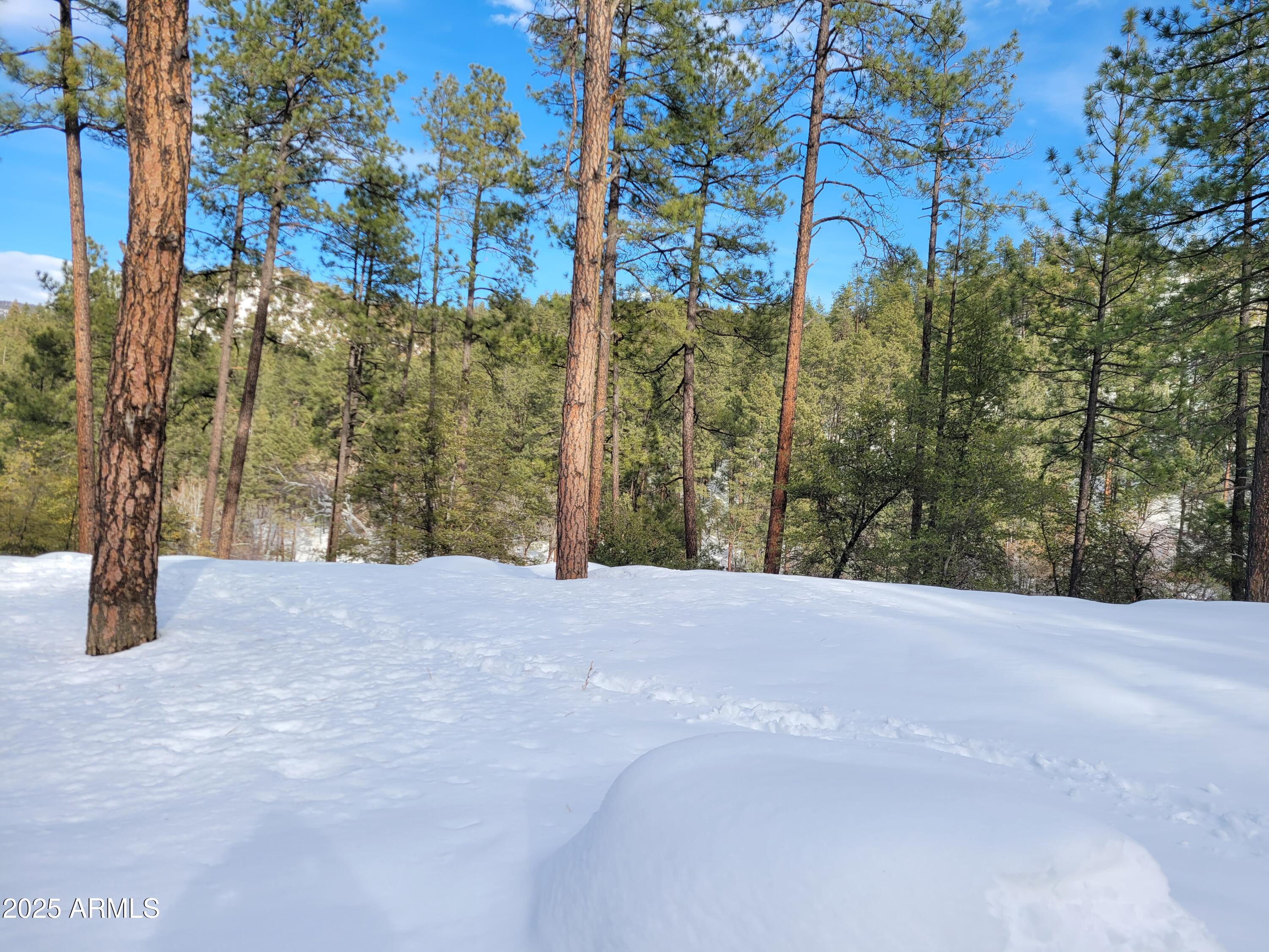 8 Rose Crk Ranch, Unit 8 Young, AZ 85554 - Photo 10 of 55 a view of large trees