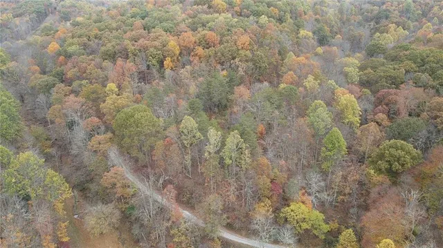 a close up of a plant with a yard