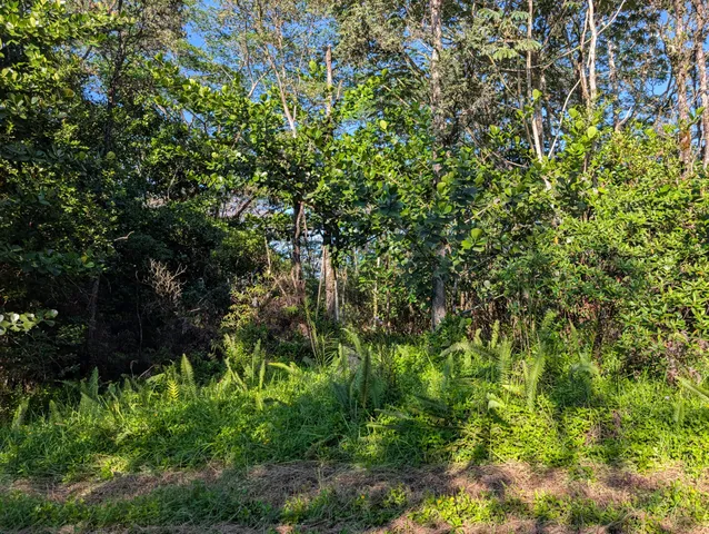 a view of a plants and trees
