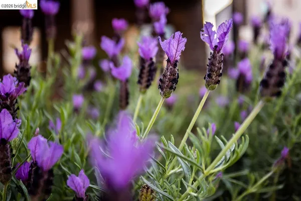 $1,100,000 | 219 John Street, Oakland, CA 94611